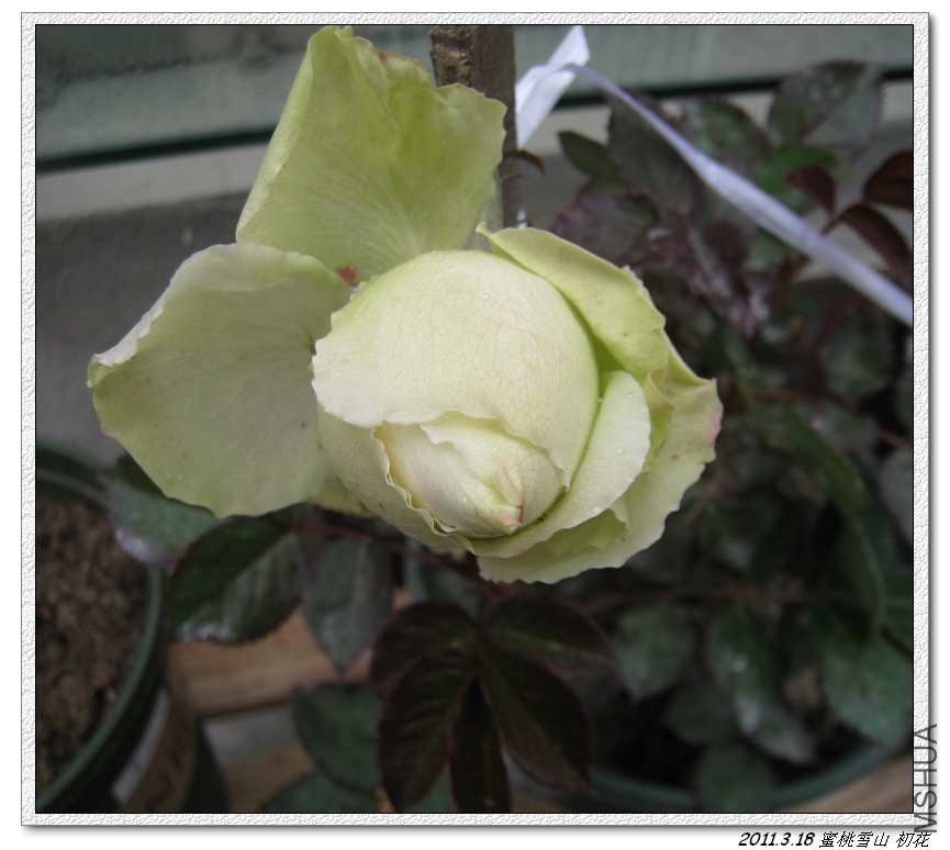 2011.3.18 ����1.jpg