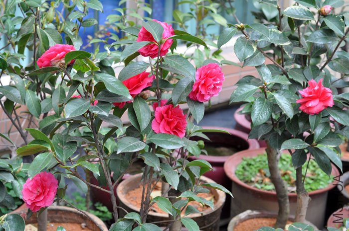 DSC_1359.JPG