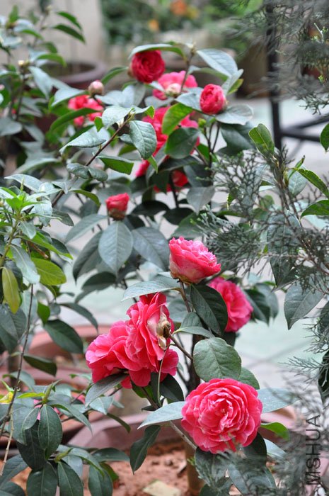 DSC_1351.JPG