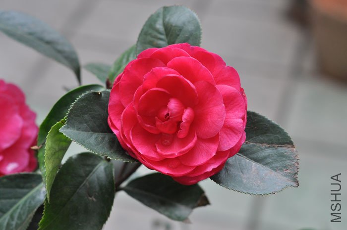 DSC_1375.JPG