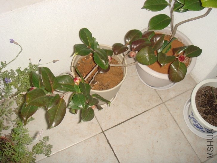 DSC04424.JPG