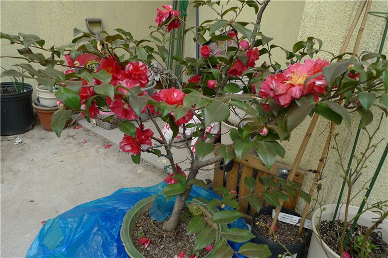 P1020577_����.jpg