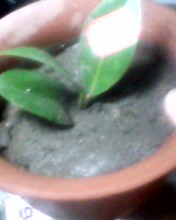 IMG0121A.jpg
