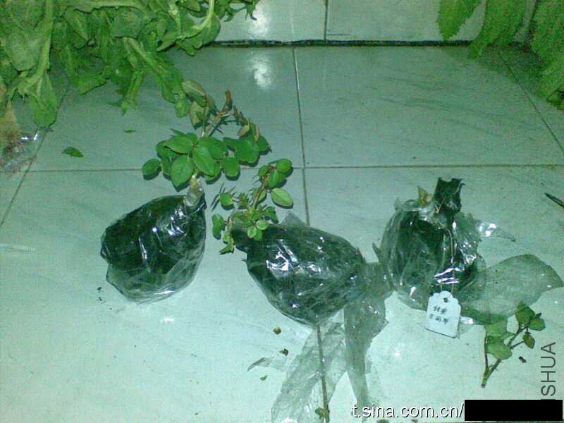 ȫ�����ֻ��ĵĲ��Ǻ����