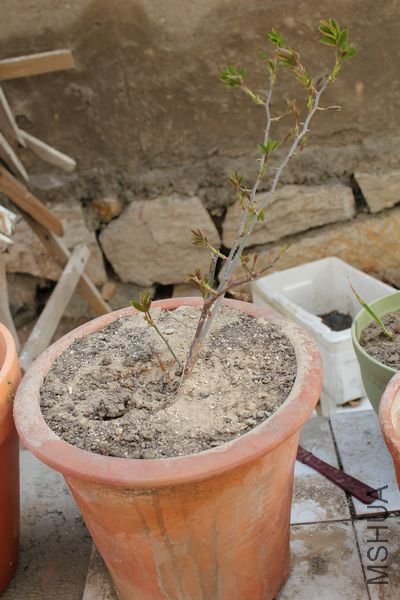 ��Ƭ 019.jpg