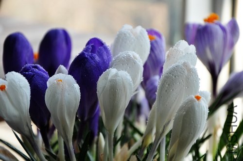 DSC_0140.jpg