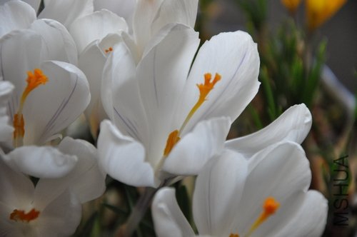 DSC_0196.jpg