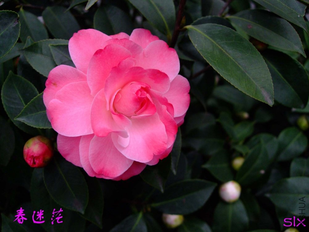 ����ã11-3-19f (1).jpg