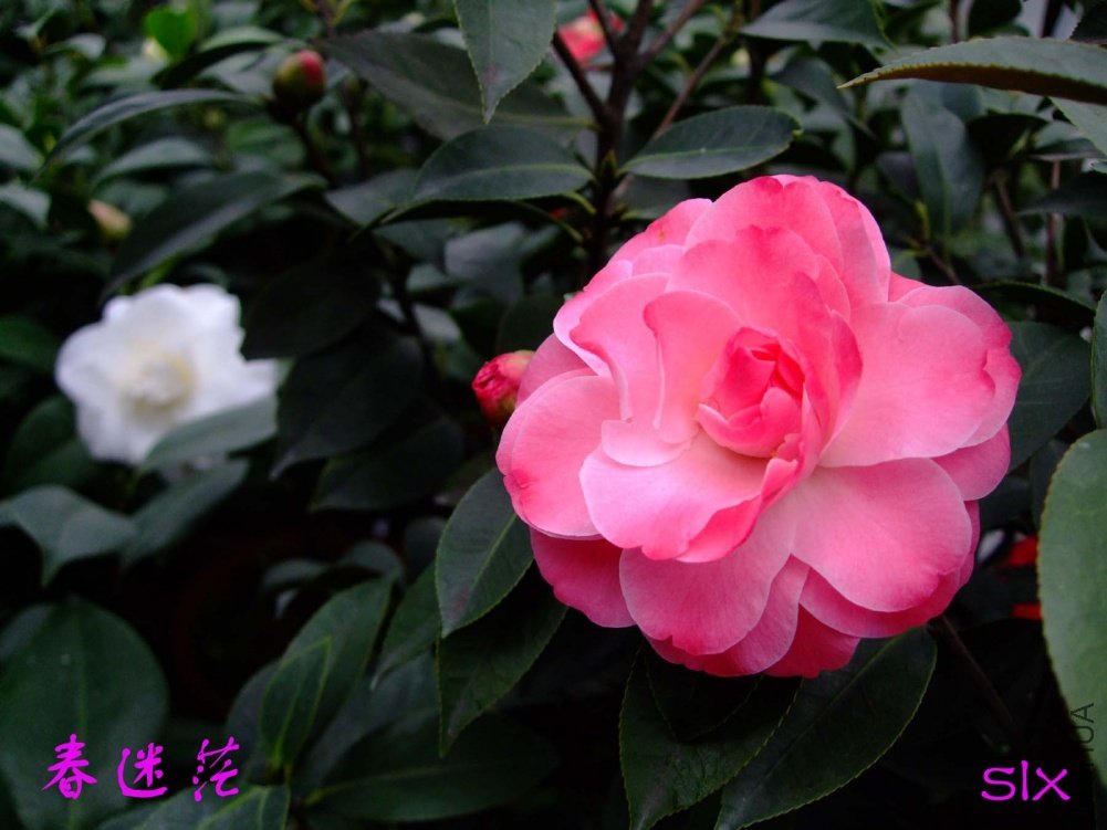 ����ã11-3-19f (2).jpg