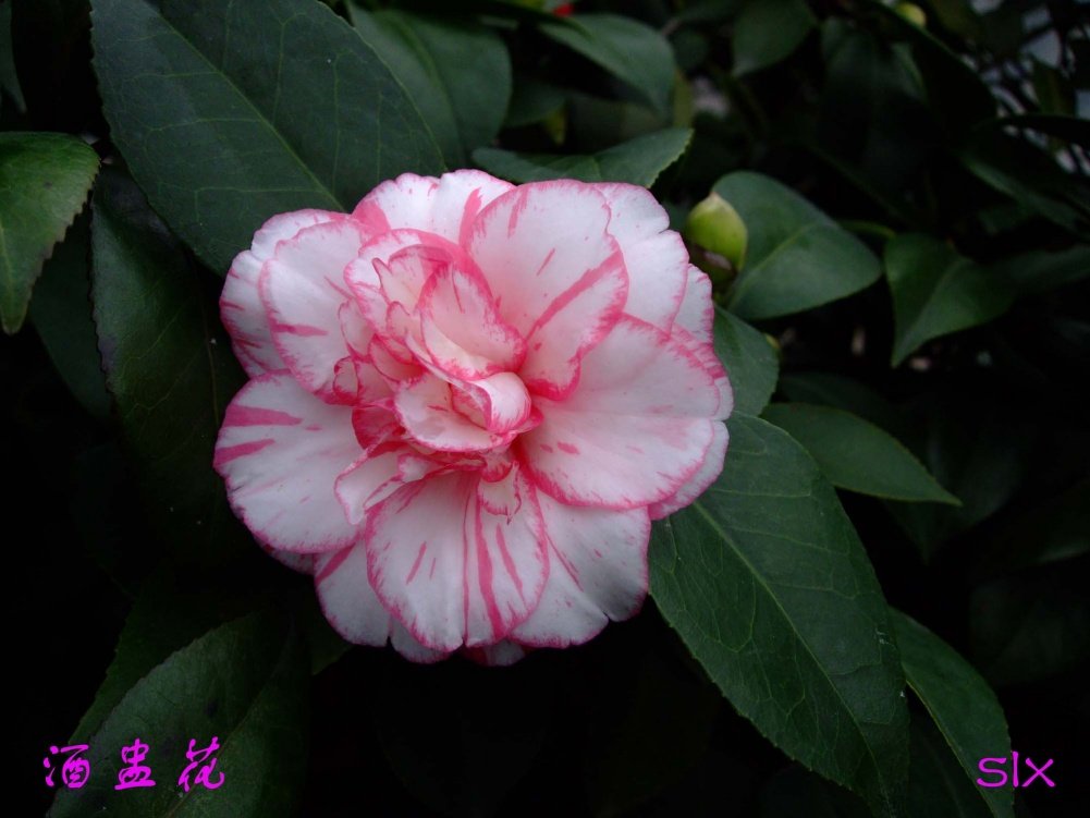 ���ѻ�11-3-19f (1).jpg