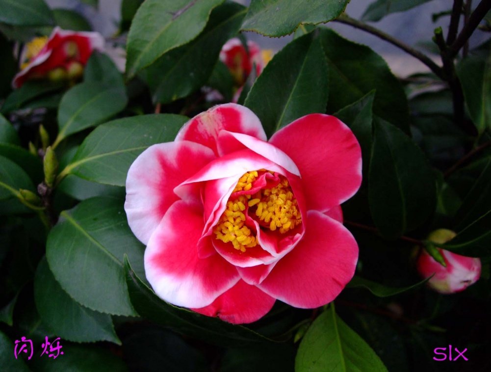 ��˸11-3-19f (1).jpg