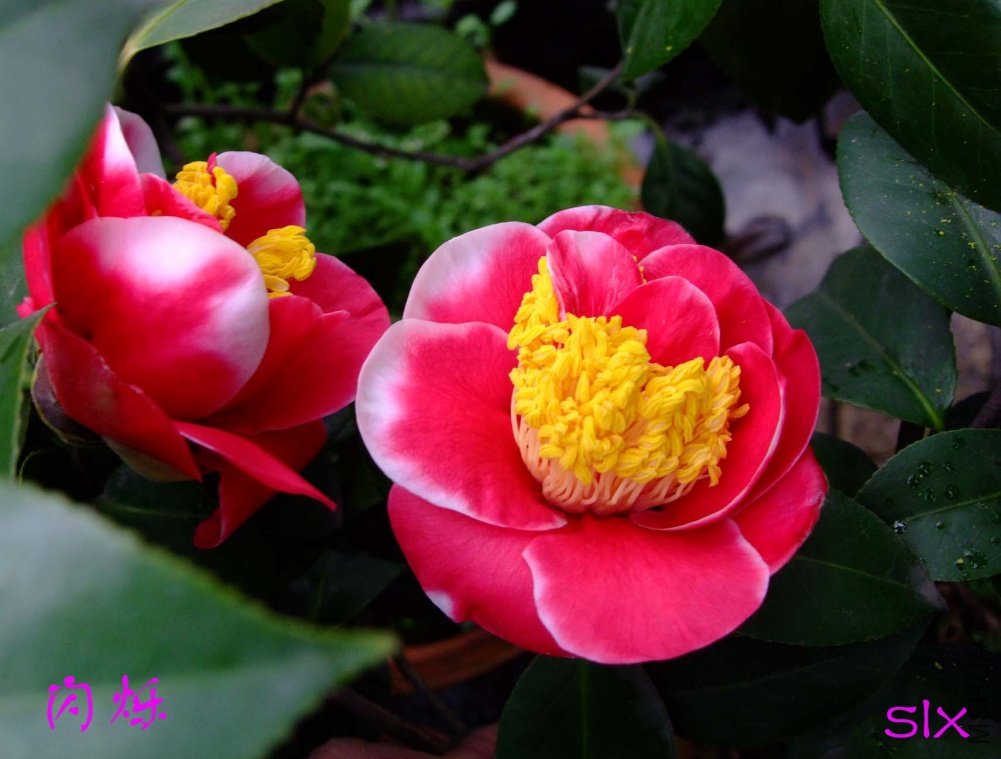 ��˸11-3-19f (2).jpg