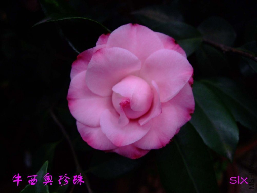 ţ����11-3-19f (1).jpg