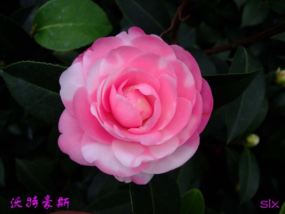 ���غ�˹11-3-19f (1).jpg