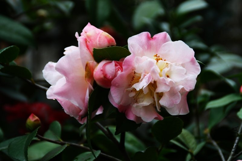 ��������.����.����.�軨 004.jpg