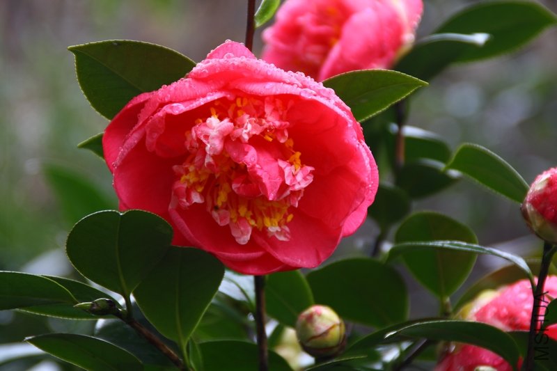 �����޺�