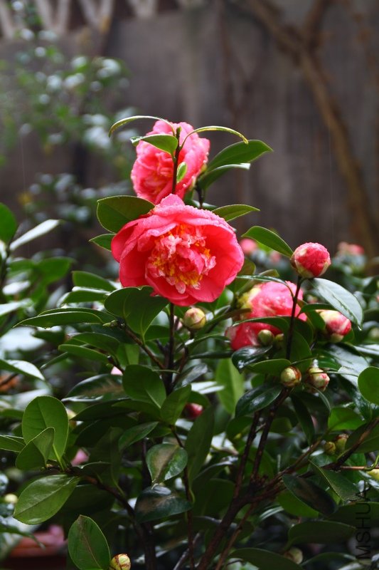 �����޺�