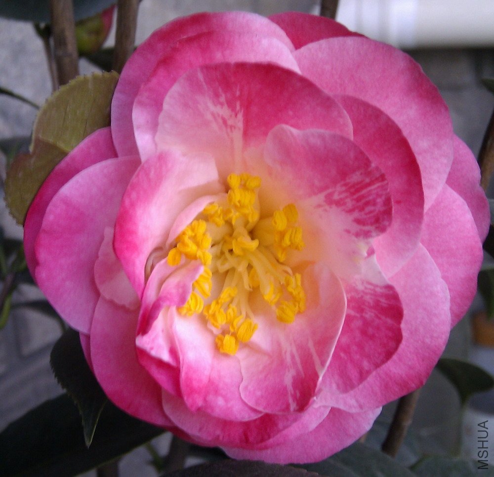 ���� IMAG0009.jpg