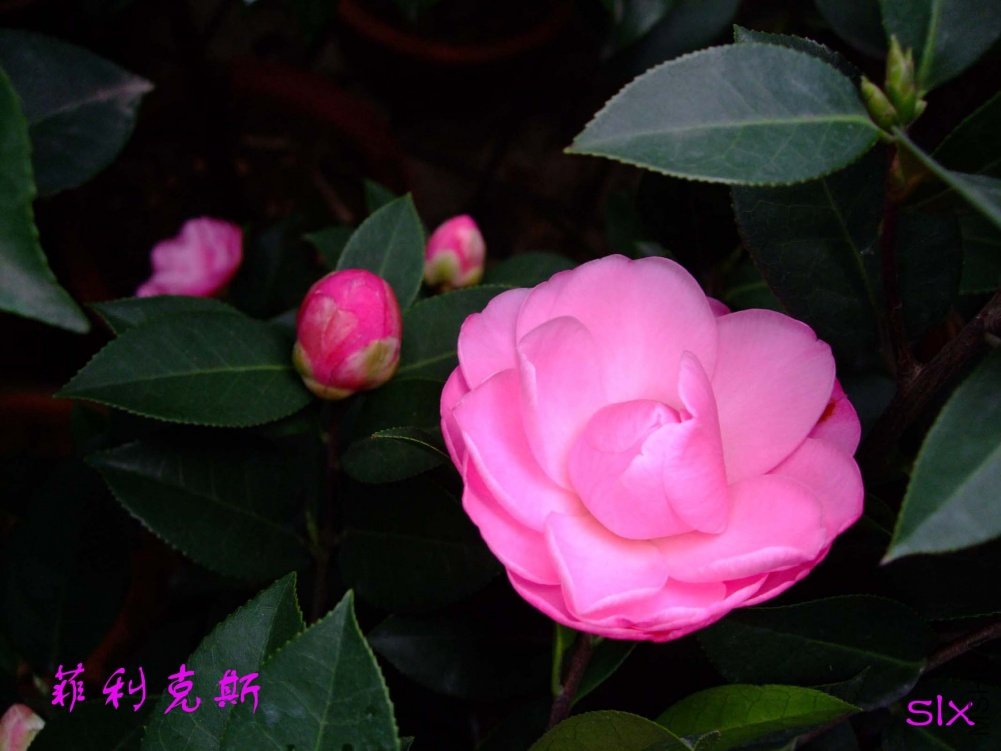 ������˹11-3-19f (2).jpg