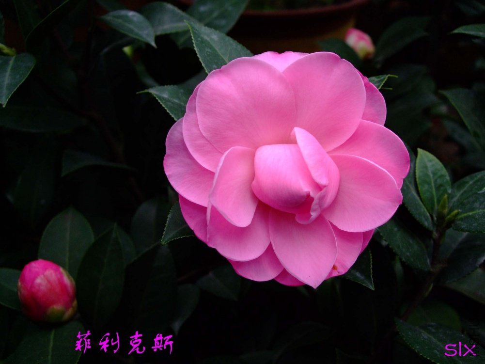 ������˹11-3-19f (3).jpg