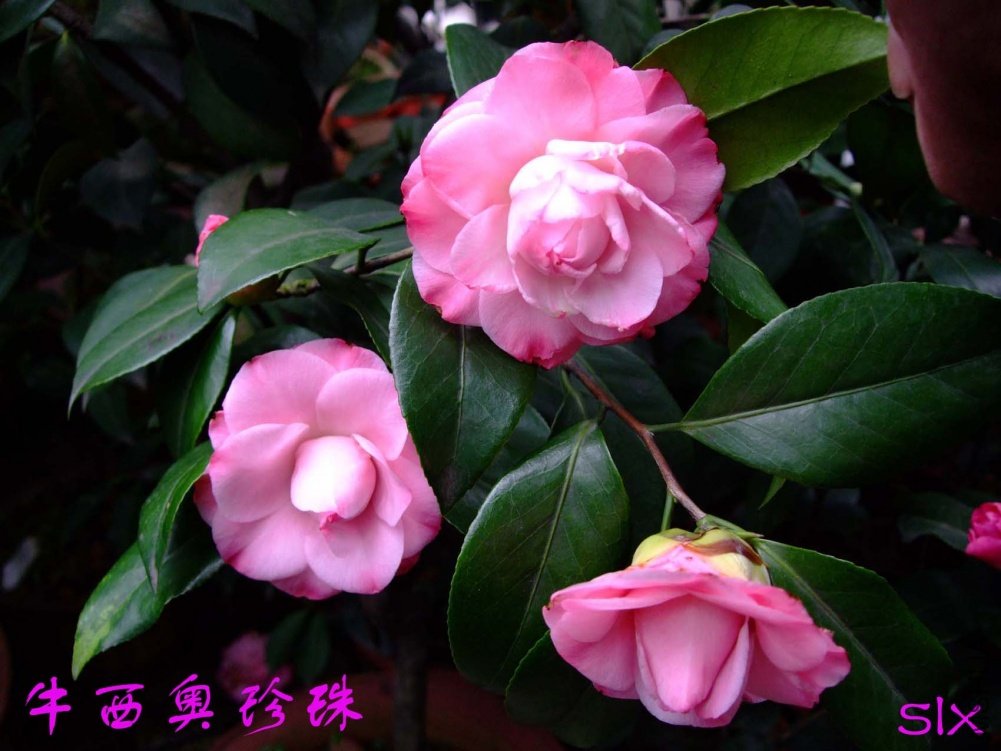 ţ����11-3-19f (2).jpg