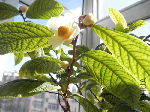 P3160031_������С.JPG