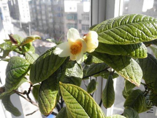 P3160033_������С.JPG