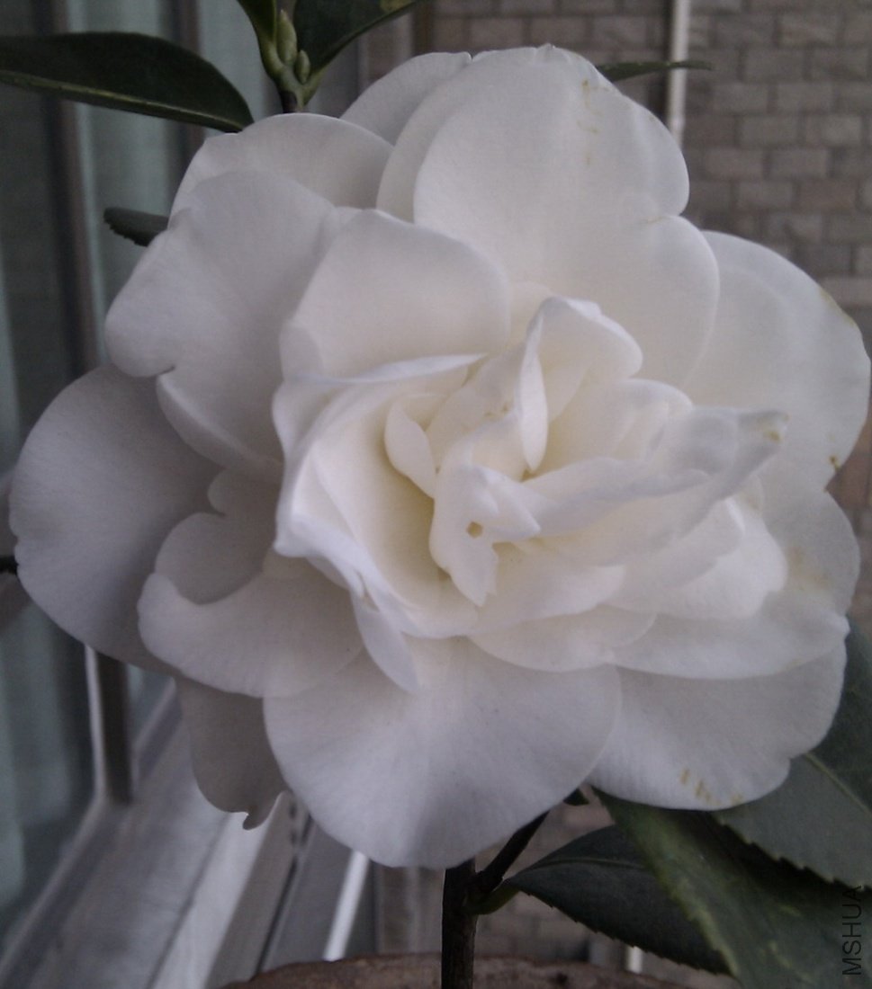 ���� IMAG0007.jpg