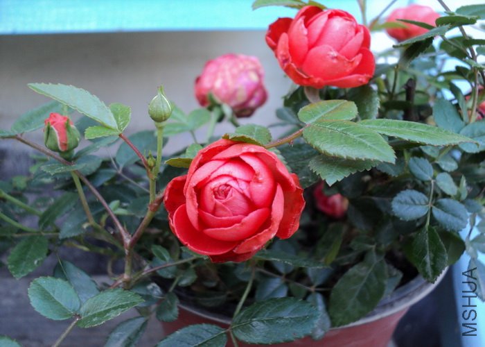 ȫ���Ļ�������������