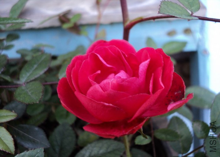 ��Ƭ 098_������С.jpg