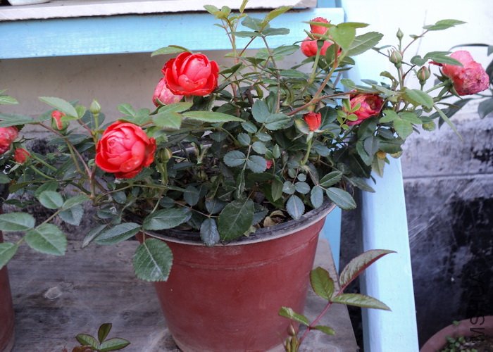 ��Ƭ 101_������С.jpg