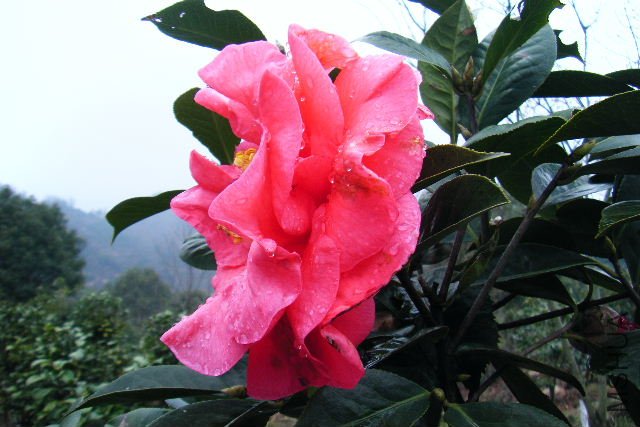 2011_03190023.JPG