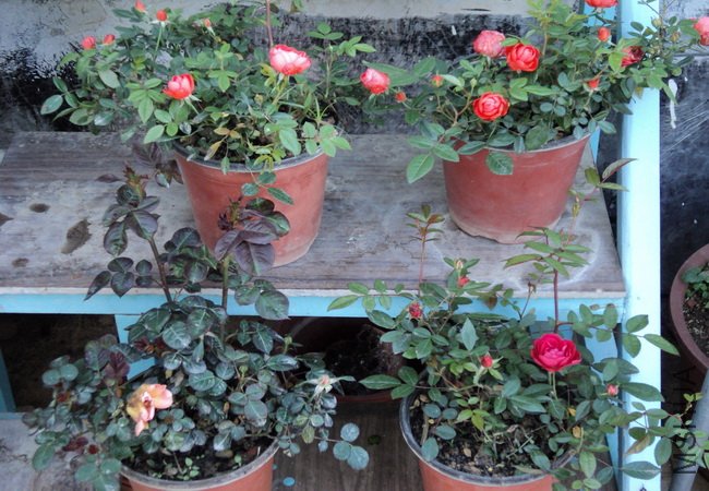 ��Ƭ 108_������С.jpg