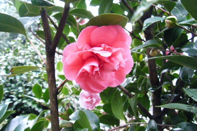 2011_03190039.JPG