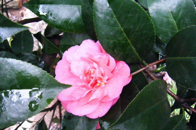 2011_03190036.JPG