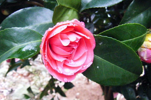 2011_03190037.JPG