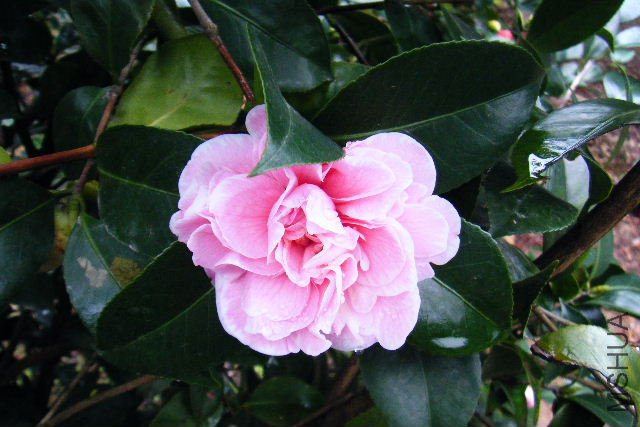 2011_03190035.JPG