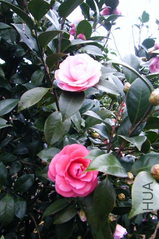 2011_03190049.JPG