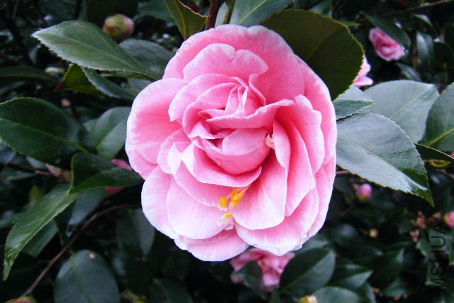 2011_03190033.JPG