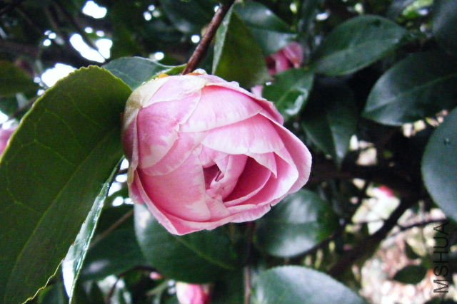 2011_03190038.JPG