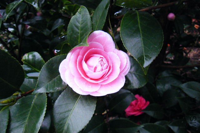 2011_03190034.JPG