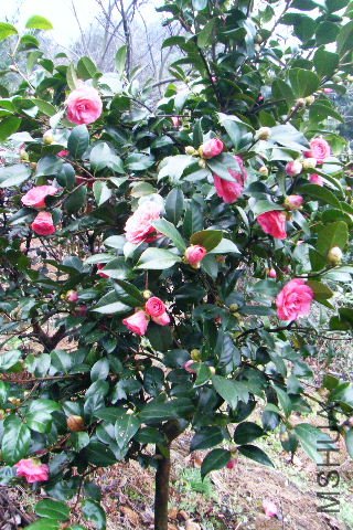 2011_03190040.JPG