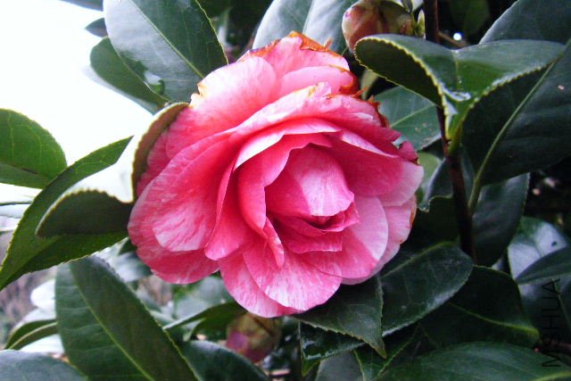 2011_03190050.JPG