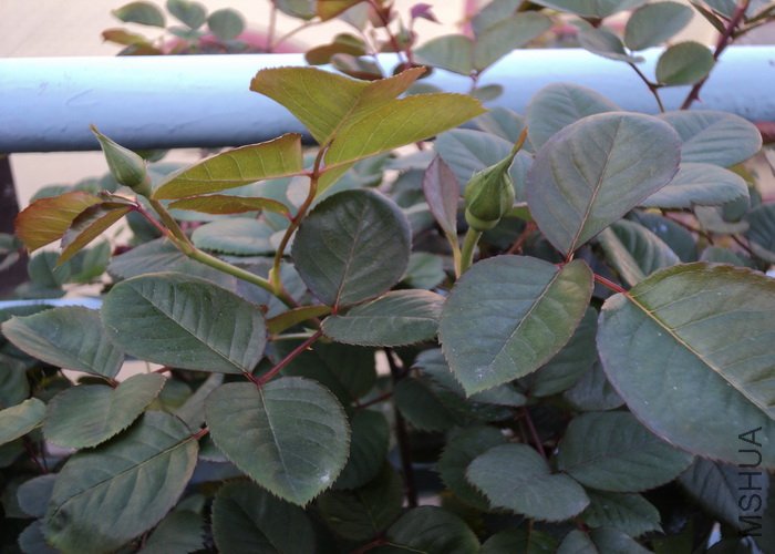 ��Ƭ 104_������С.jpg