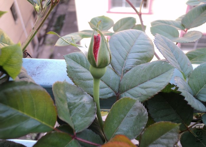 ��Ƭ 106_������С.jpg