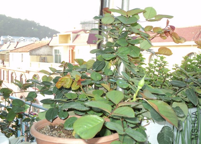 ��Ƭ 110_������С.jpg