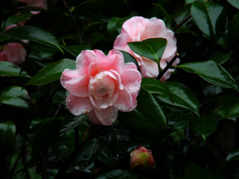 ��������.����.����.�軨 035.jpg