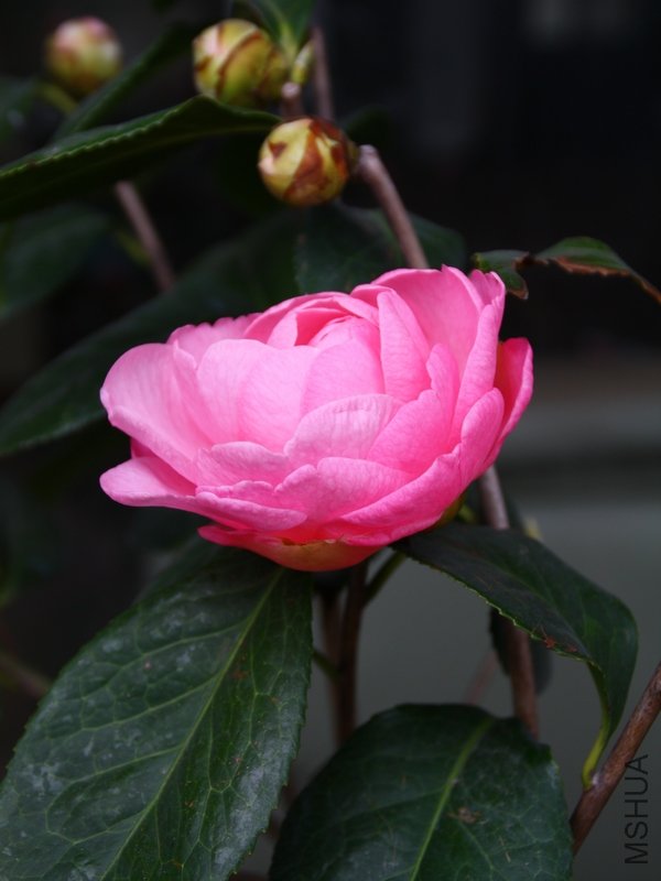 ��������.����.����.�軨 098+1.jpg