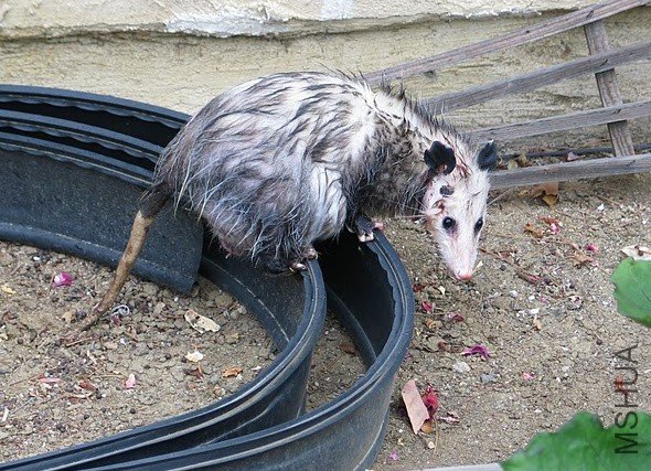 Opossum.jpg