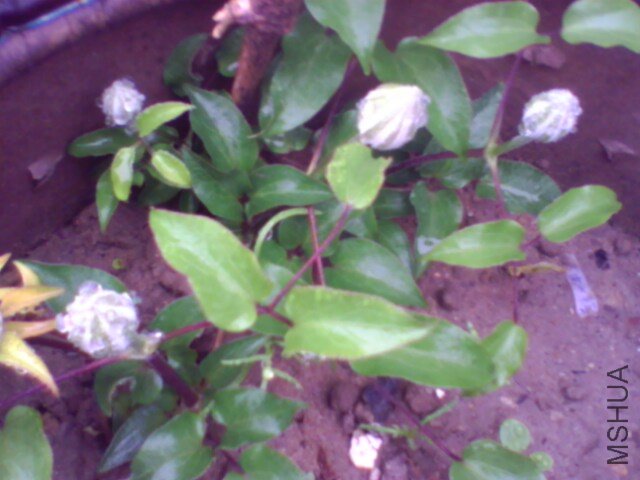 IMG0458A.jpg